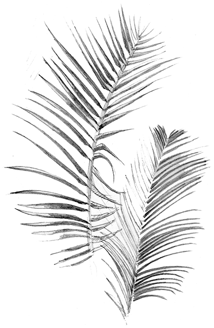 Zeichnung Palme